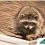 Smart Ways to Keep Raccoons Off Your Downspouts