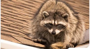 Smart Ways to Keep Raccoons Off Your Downspouts