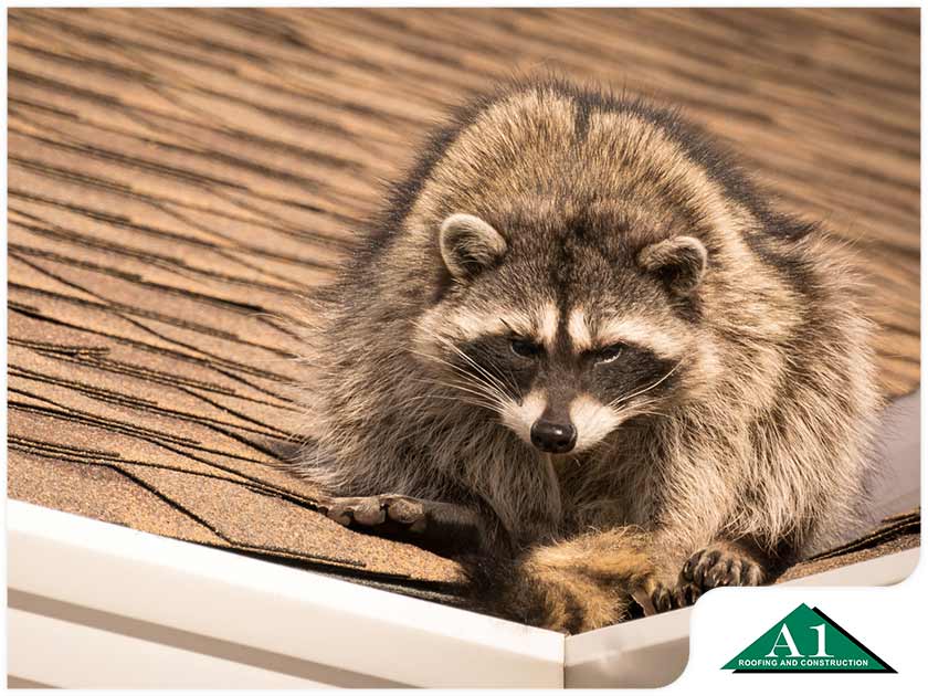 Smart Ways To Keep Raccoons Off Your Downspouts