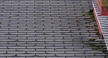 Roof Mold vs. Algae: How To Tell Them Apart